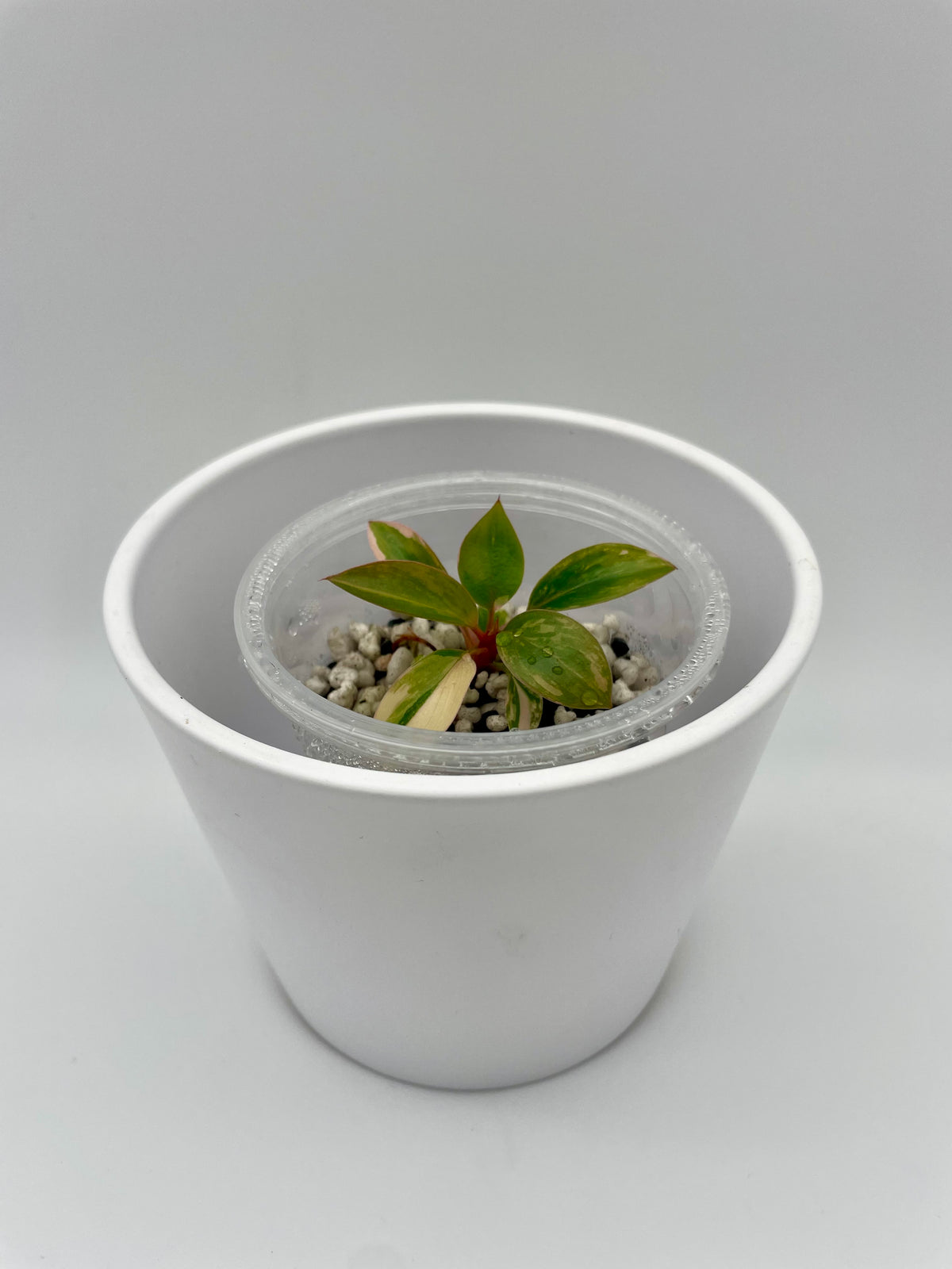 Philodendron Red Congo TC 04