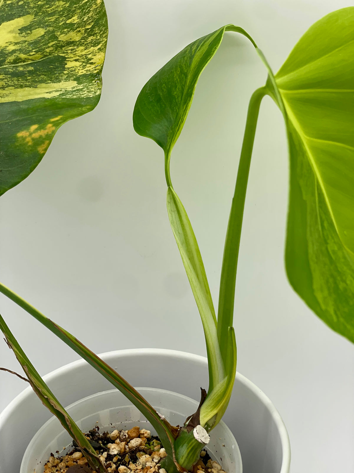 Monstera Aurea Var.