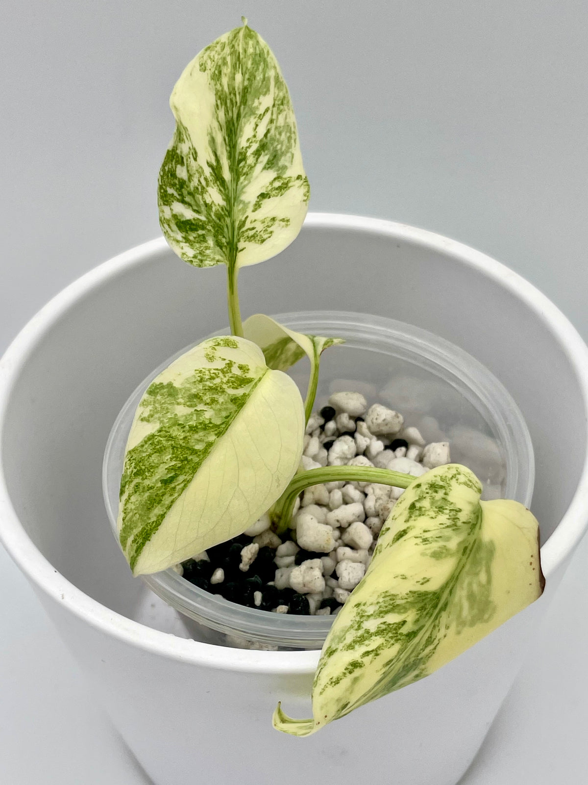 Monstera Legacy Var. TC 02