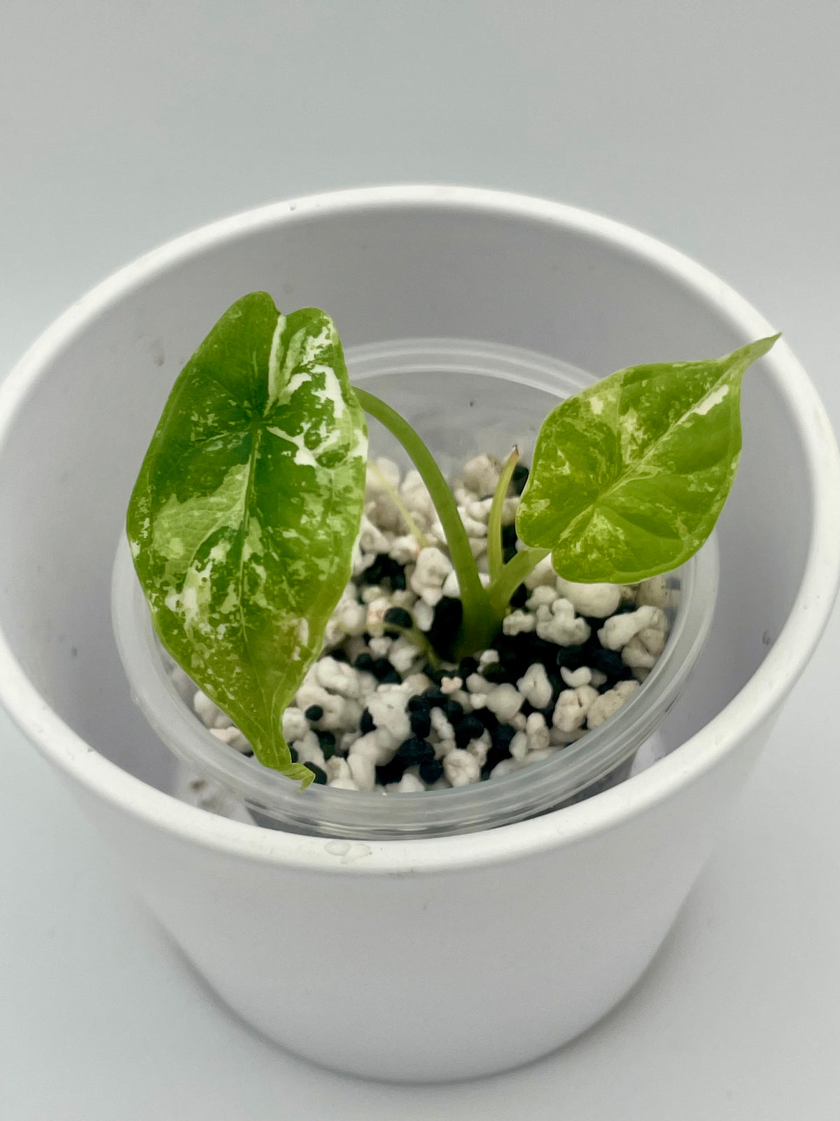 Alocasia Dragon Scale Albo Var. TC