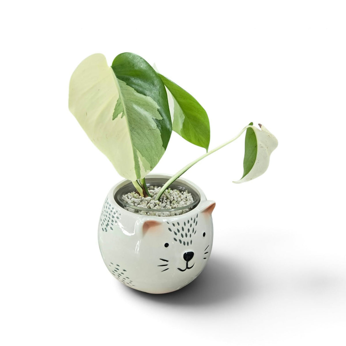 Monstera Borsigiana Albo