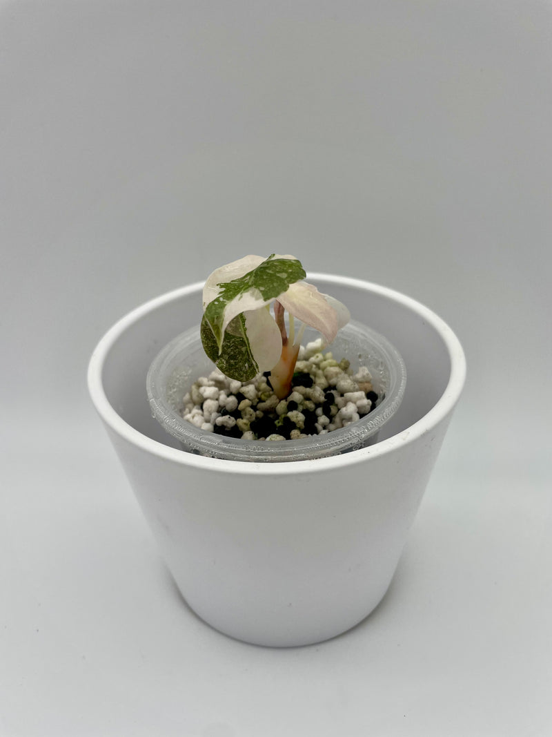 Alocasia Cuprea Pink Var. TC 01