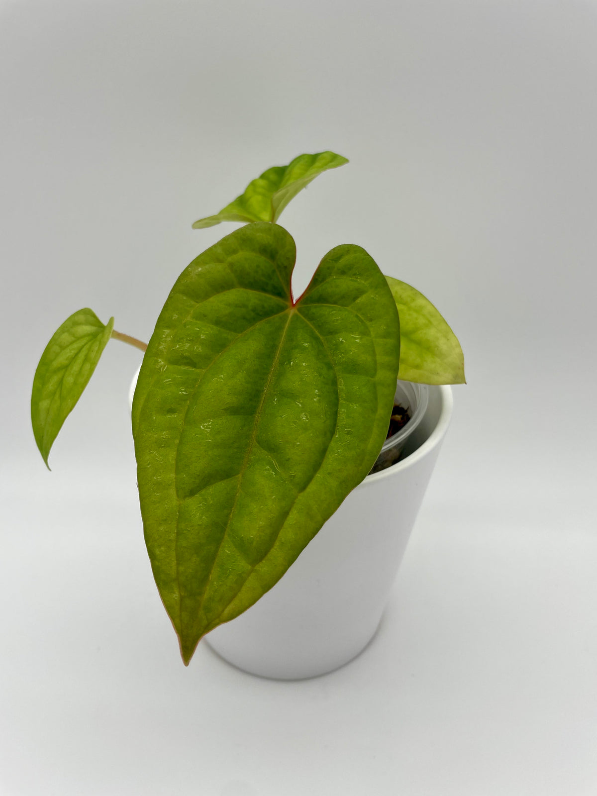 Anthurium Hybrid Dressleri x Luxurians 03