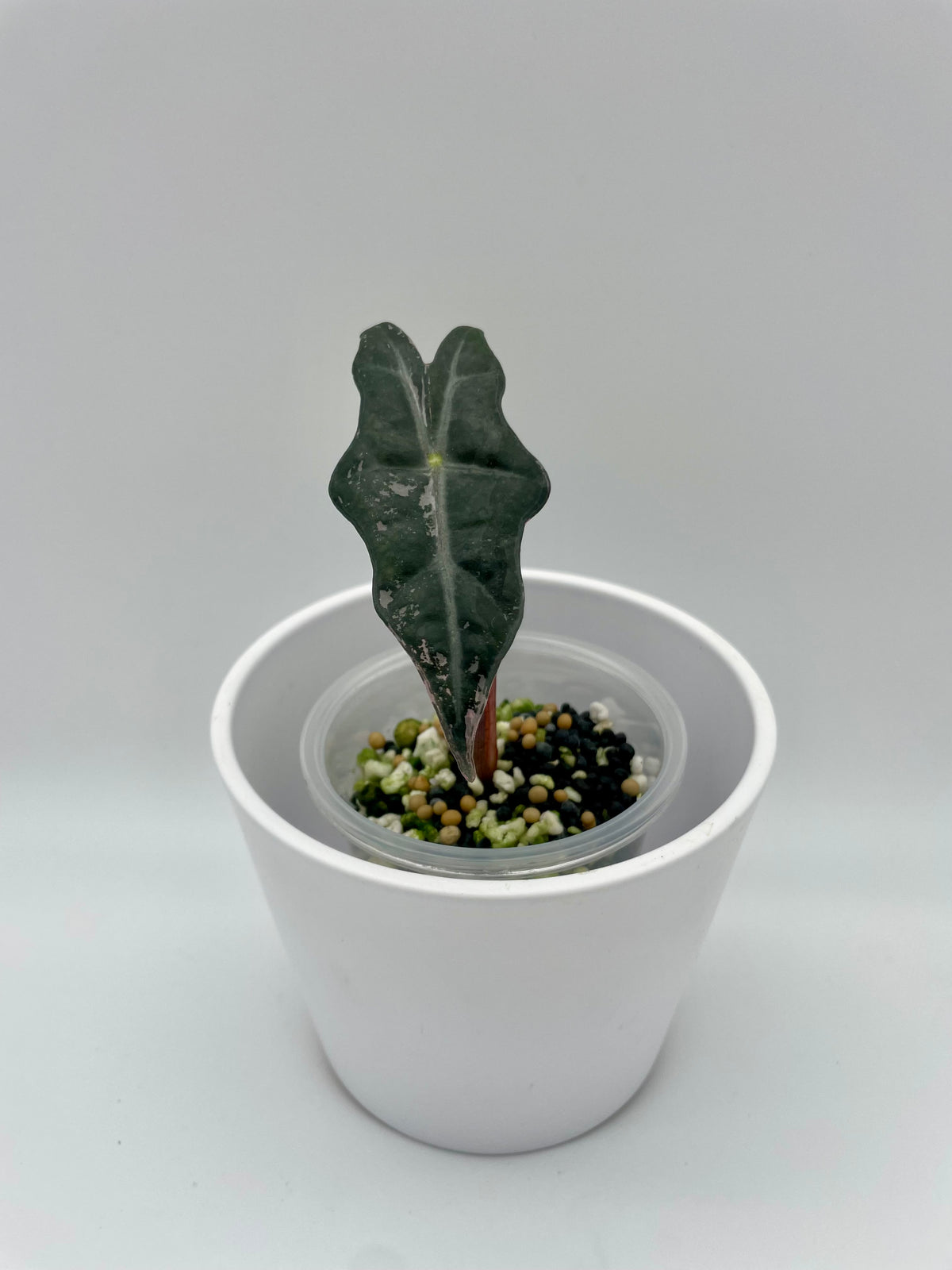 Alocasia Nobilis Pink Var.