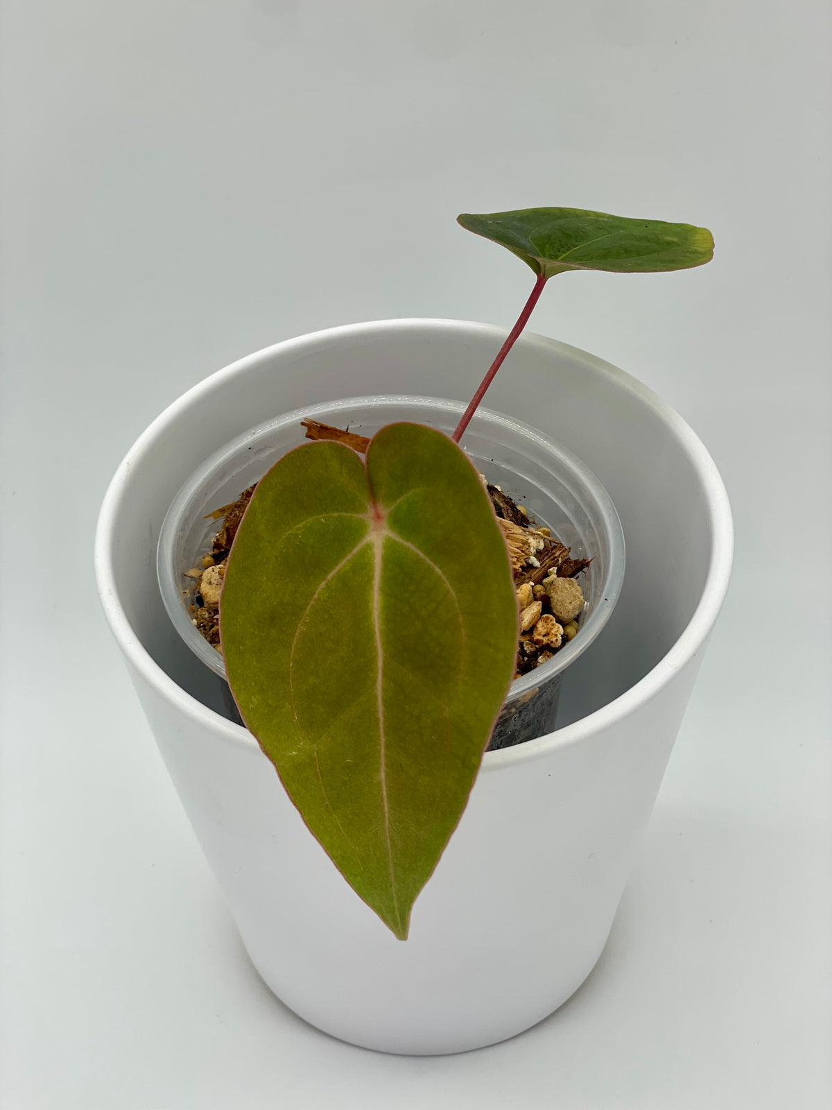 Anthurium Noid Hybrid