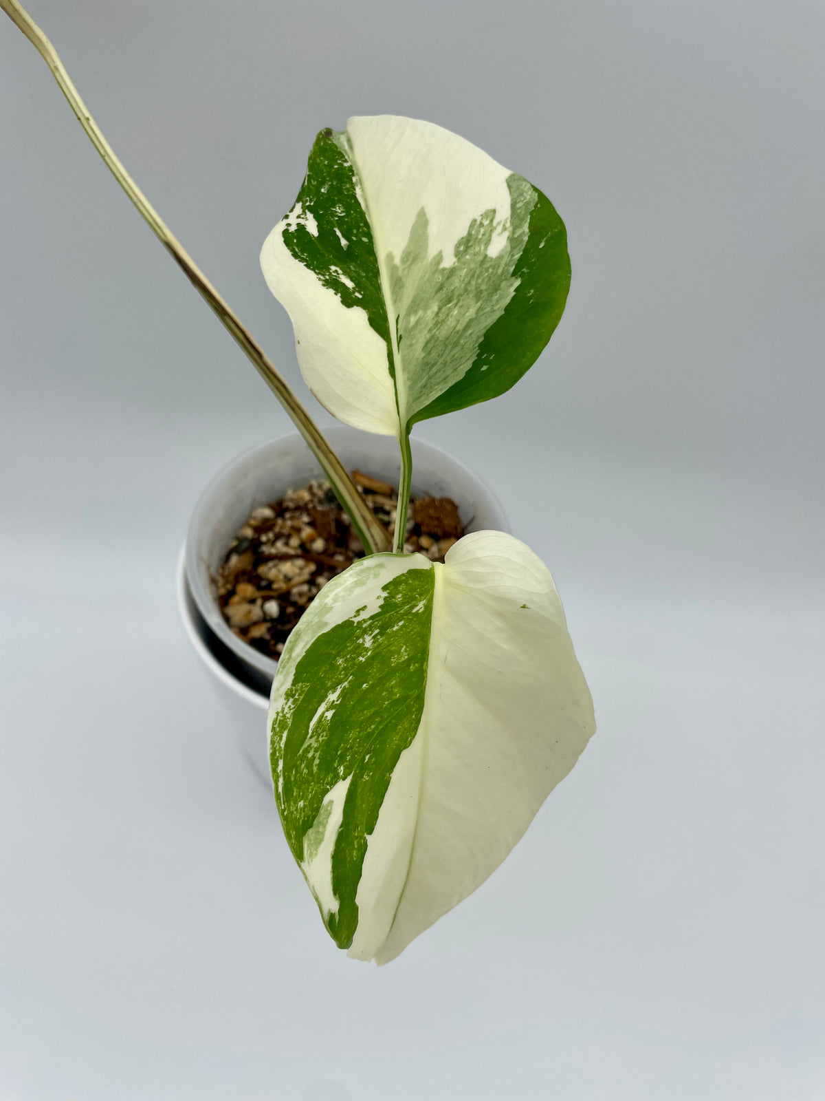 Monstera Albo Var. 01