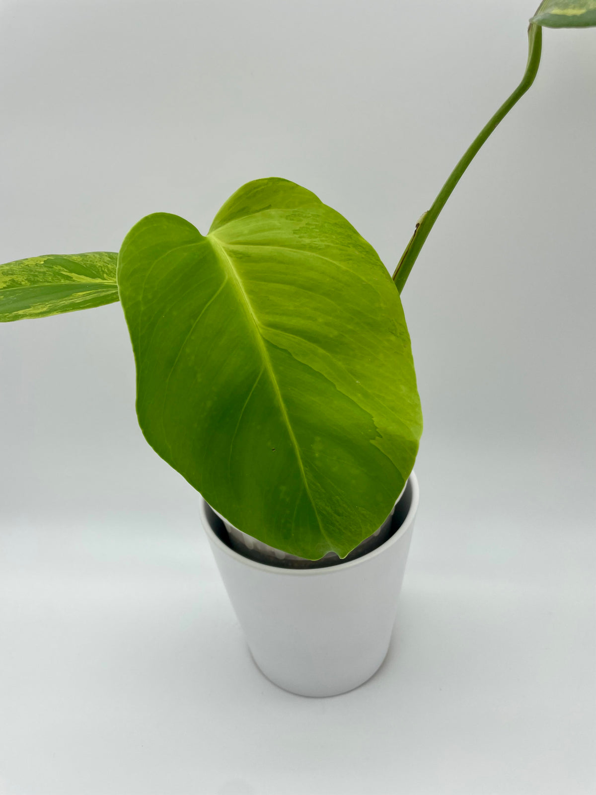 Monstera Aurea Var. 01