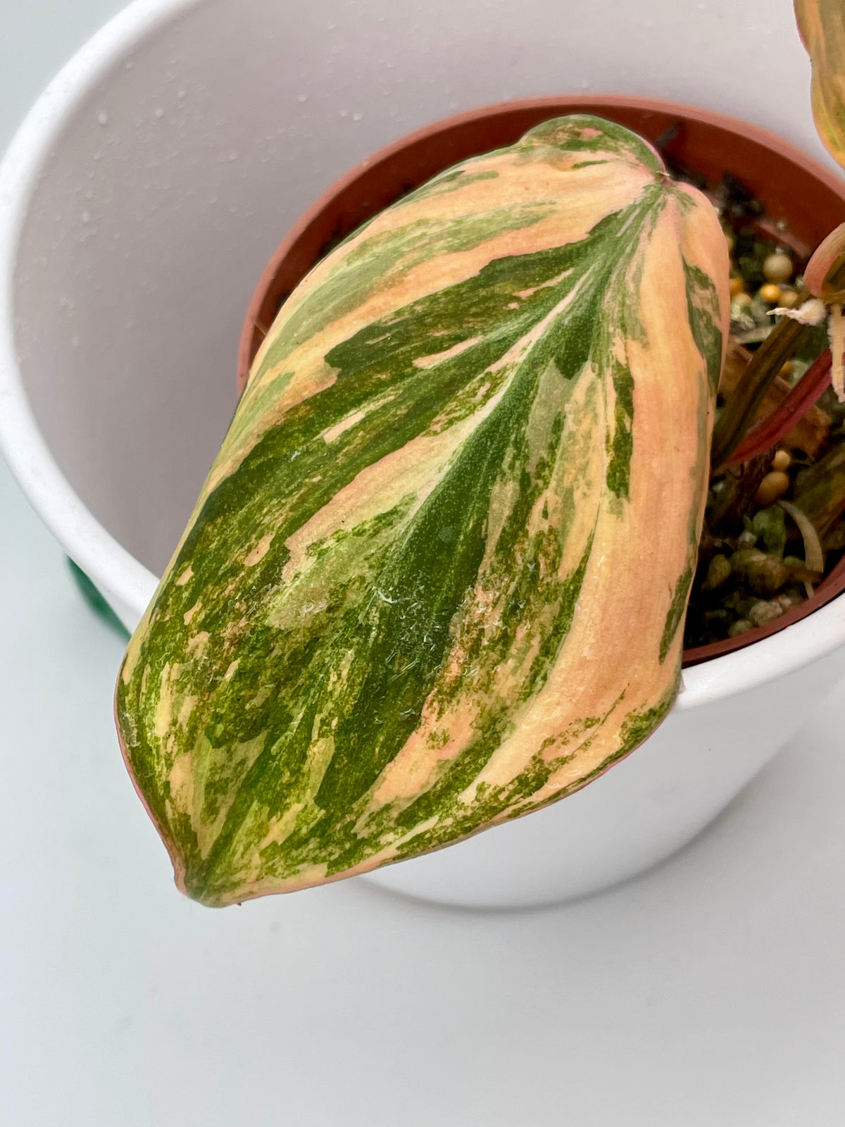 Philodendron Micans Var.