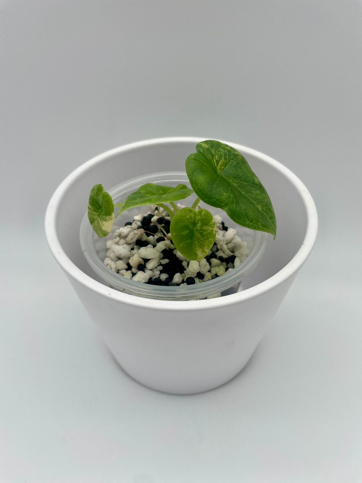 Alocasia Melo Aurea Var. TC 01