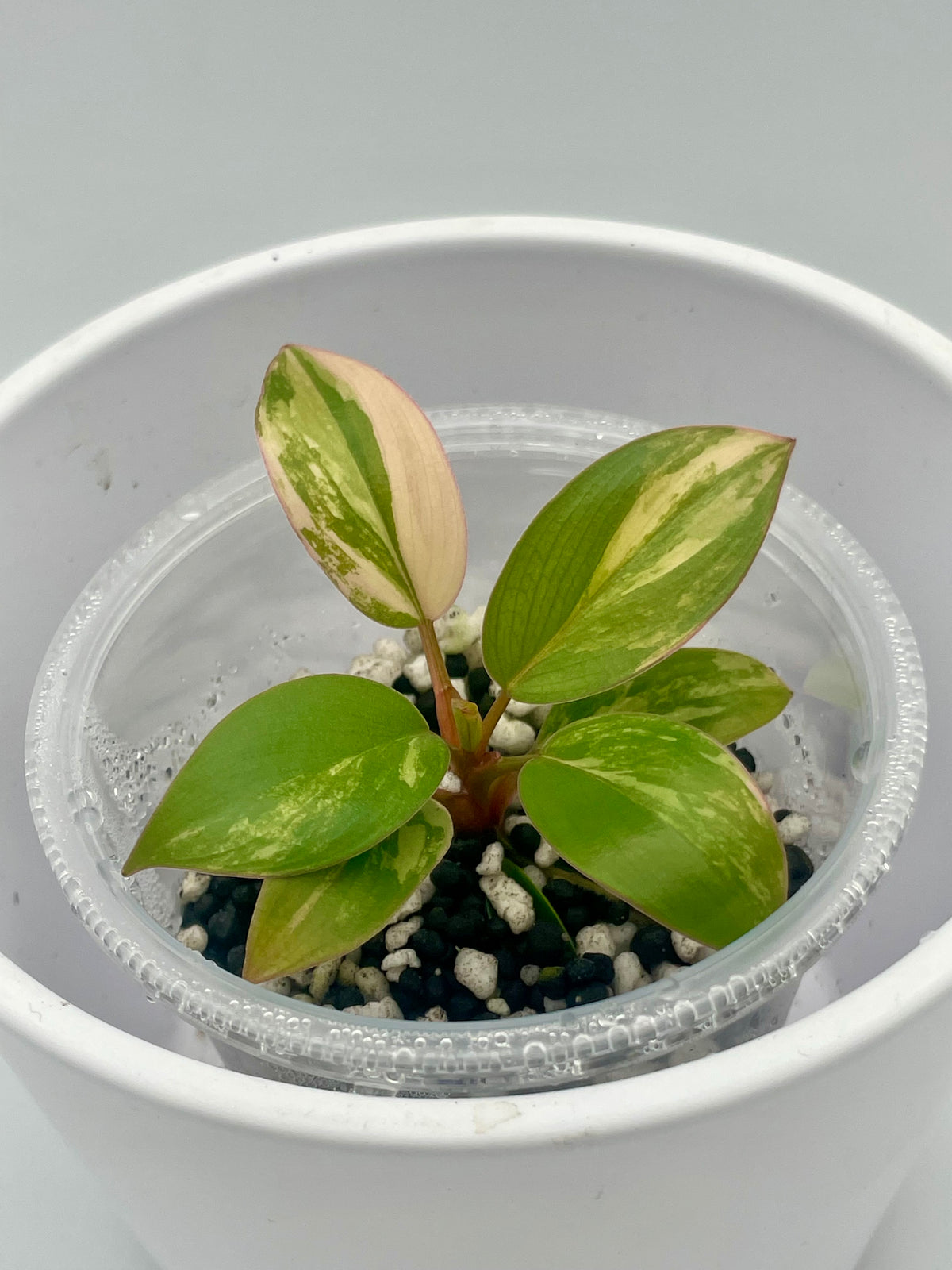 Philodendron Red Congo TC