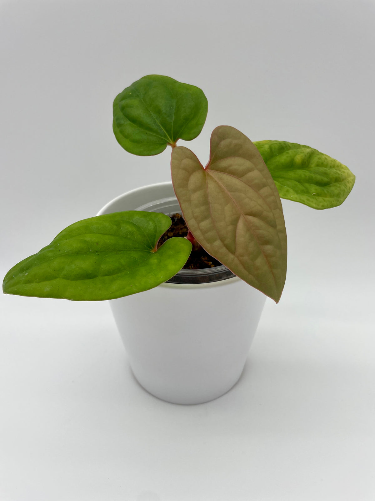 Anthurium Hybrid Dressleri x Luxurians 04