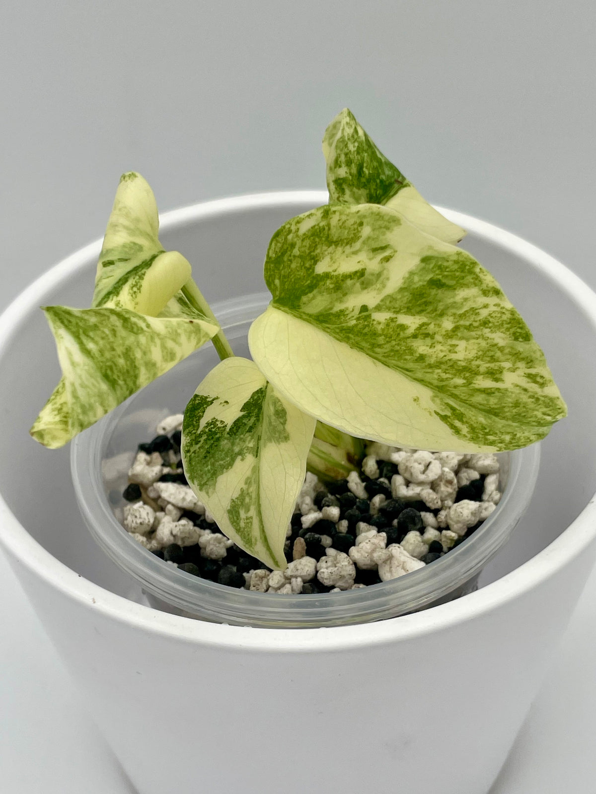 Monstera Legacy Var. TC 01