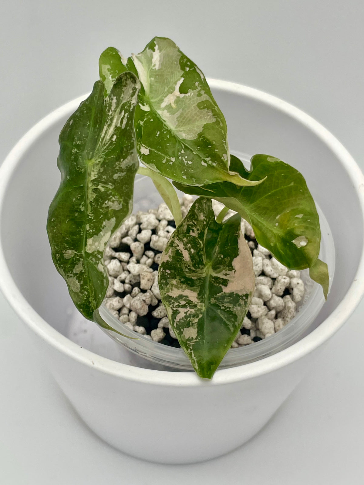 Alocasia Polly Pink Snowflake TC 06