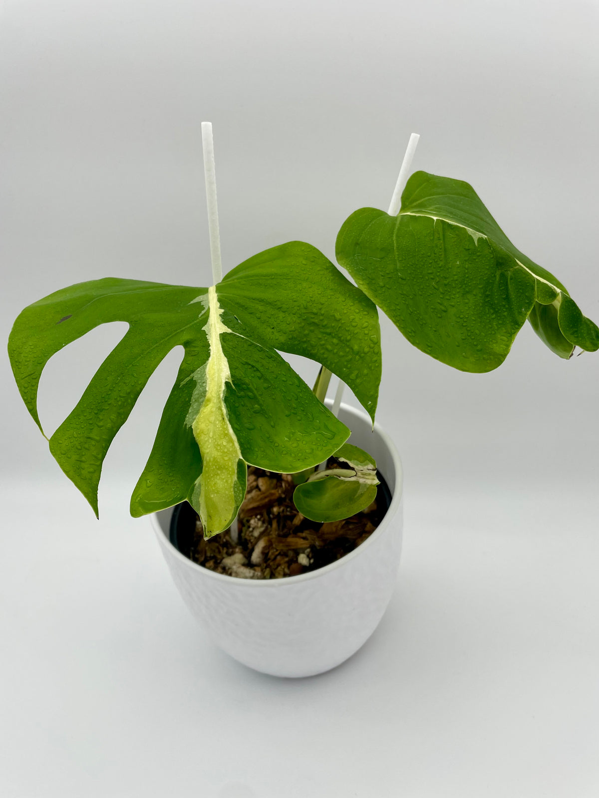 Monstera White Lava