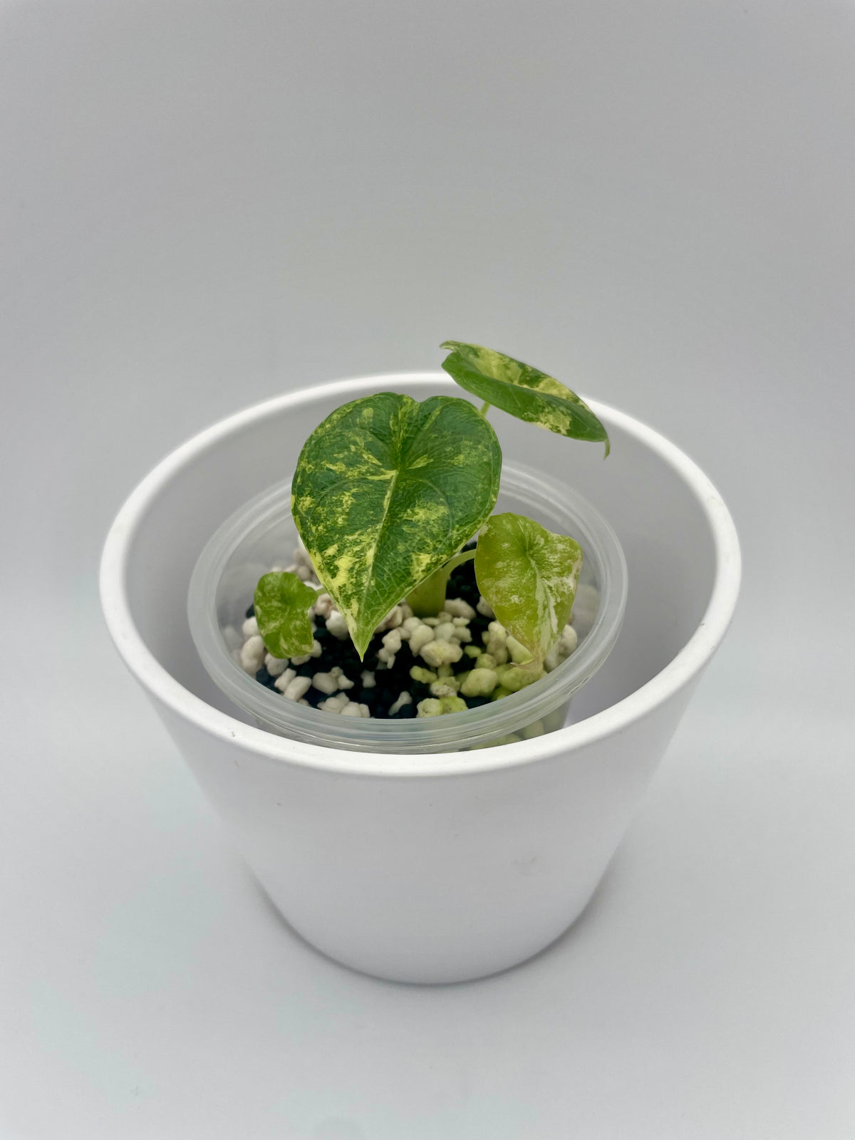 Alocasia Melo Aurea Var. TC