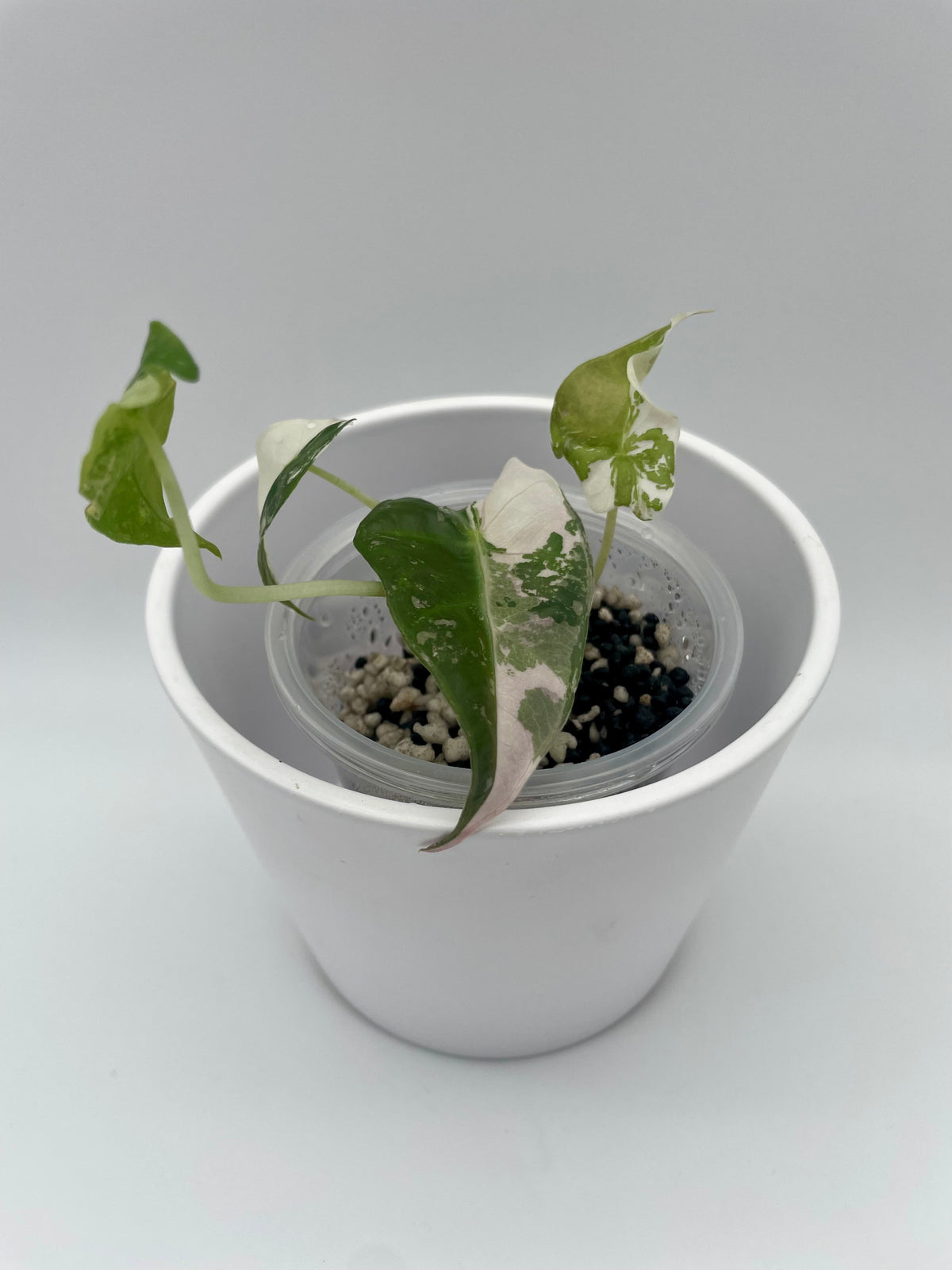 Alocasia Polly Pink Snowflake TC 05