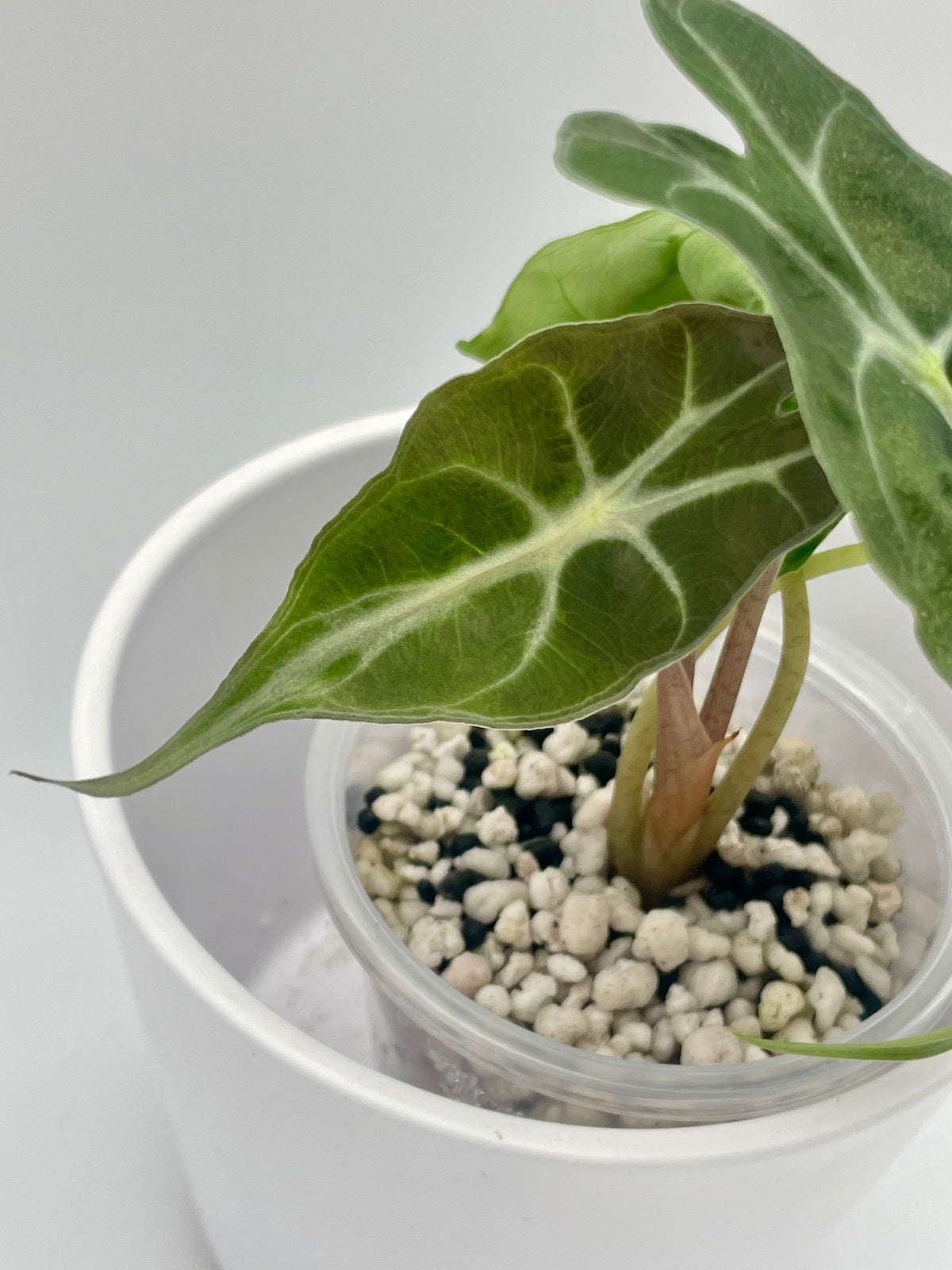 Alocasia Venom TC 03