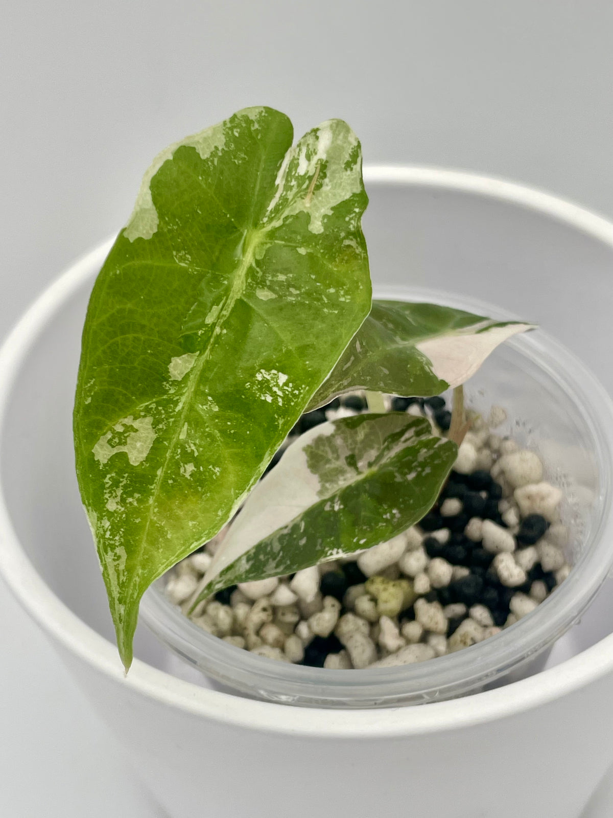 Alocasia Polly Pink Snowflake TC