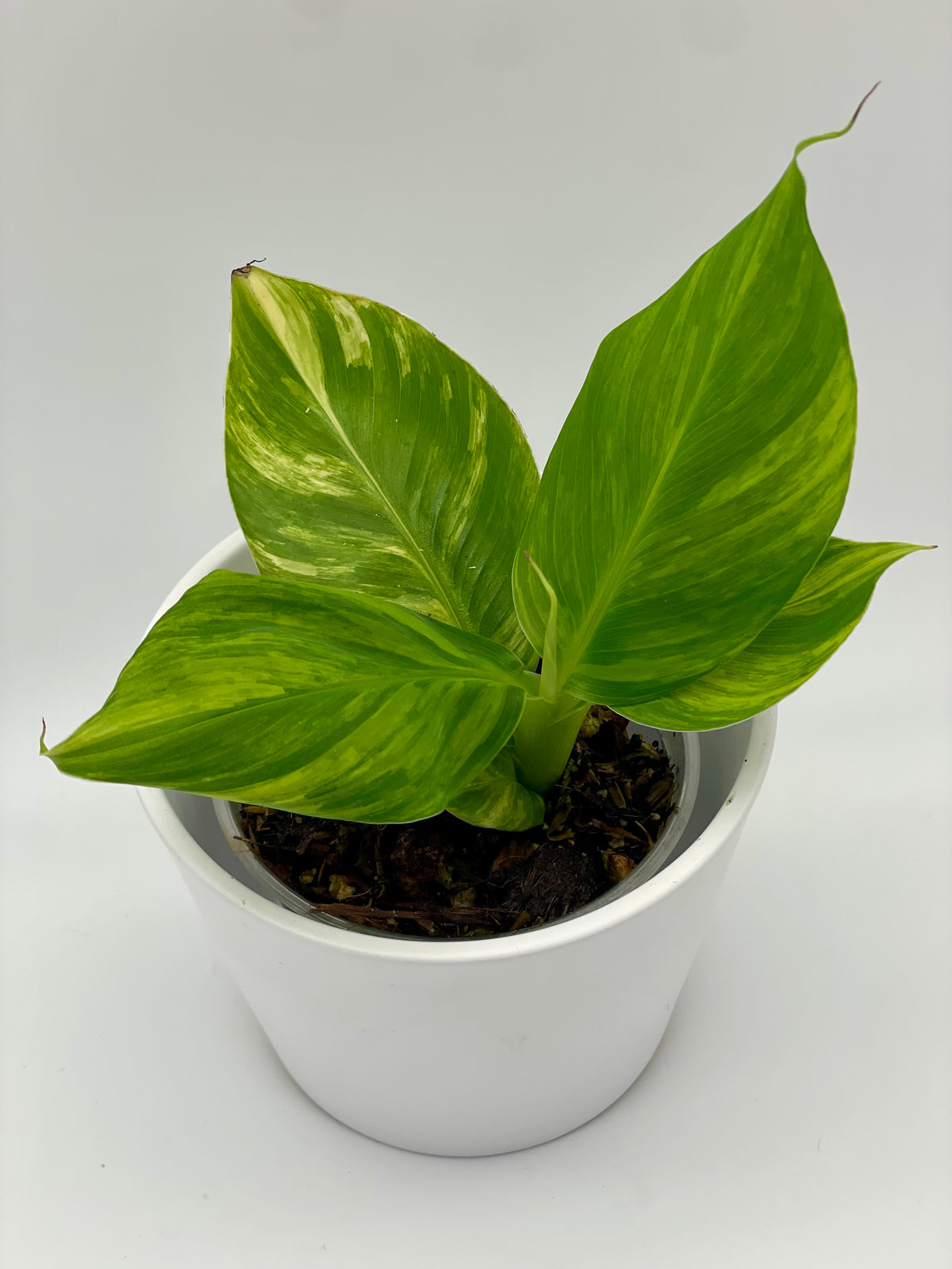 Musa Acuminata Aurea Var.