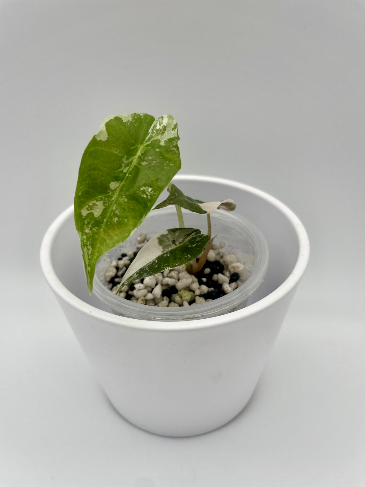 Alocasia Polly Pink Snowflake TC
