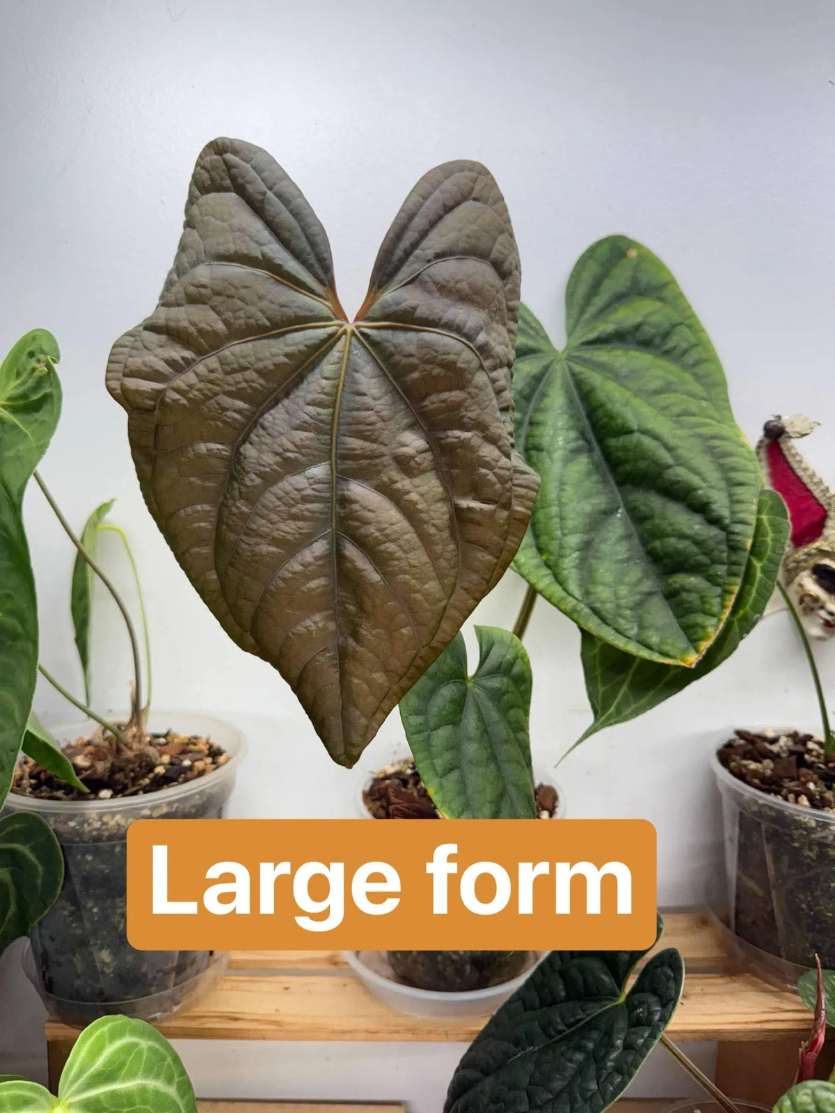 Anthurium Hybrid Dressleri x Luxurians