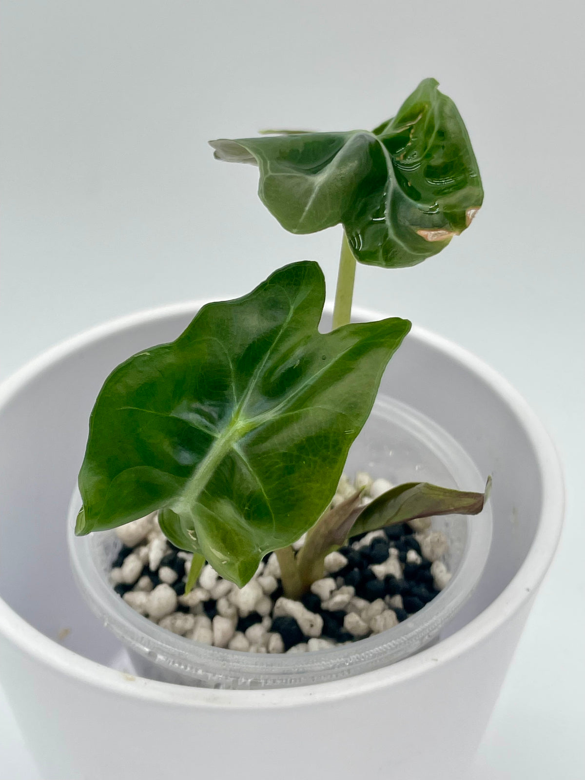 Alocasia Venom TC 01