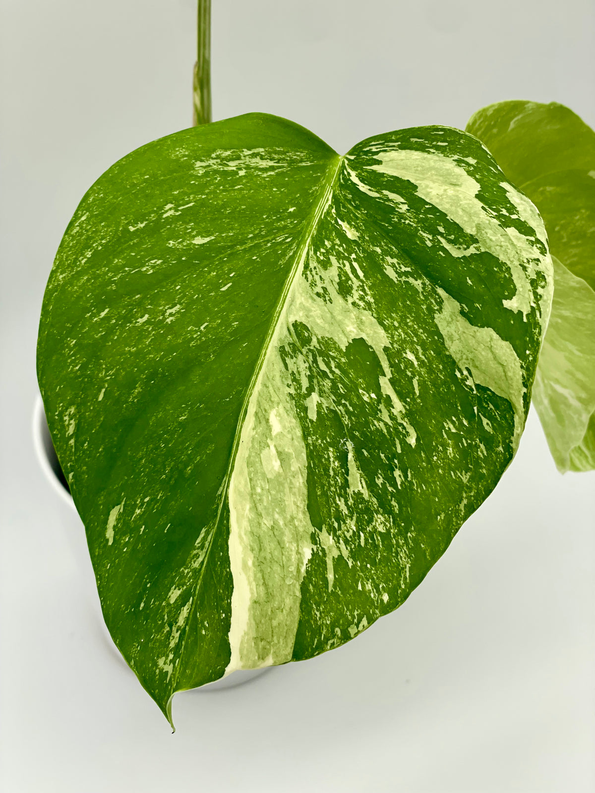 Monstera Albo Var.