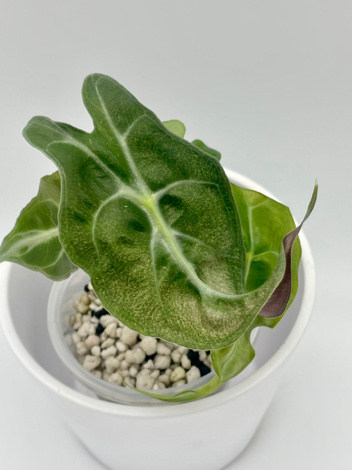 Alocasia Venom TC 03