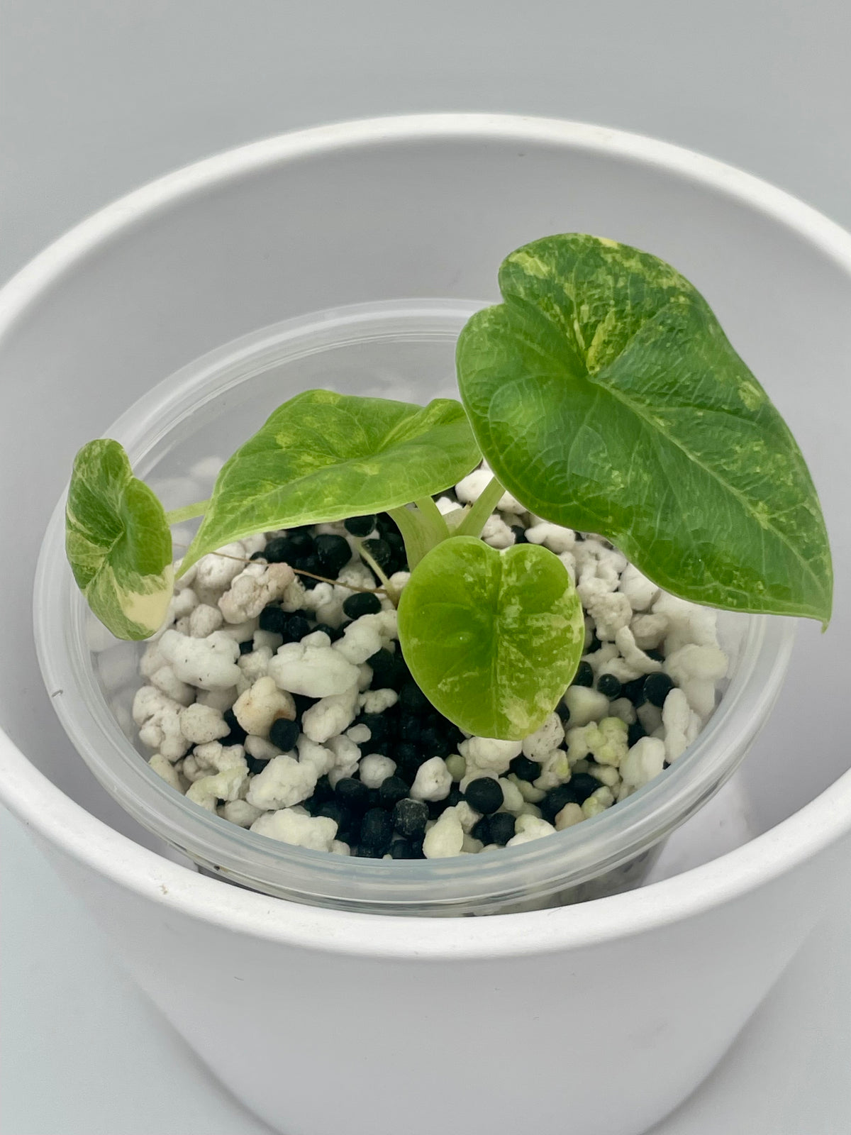 Alocasia Melo Aurea Var. TC 01