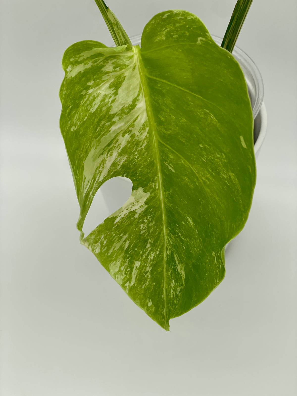 Monstera Albo Var.