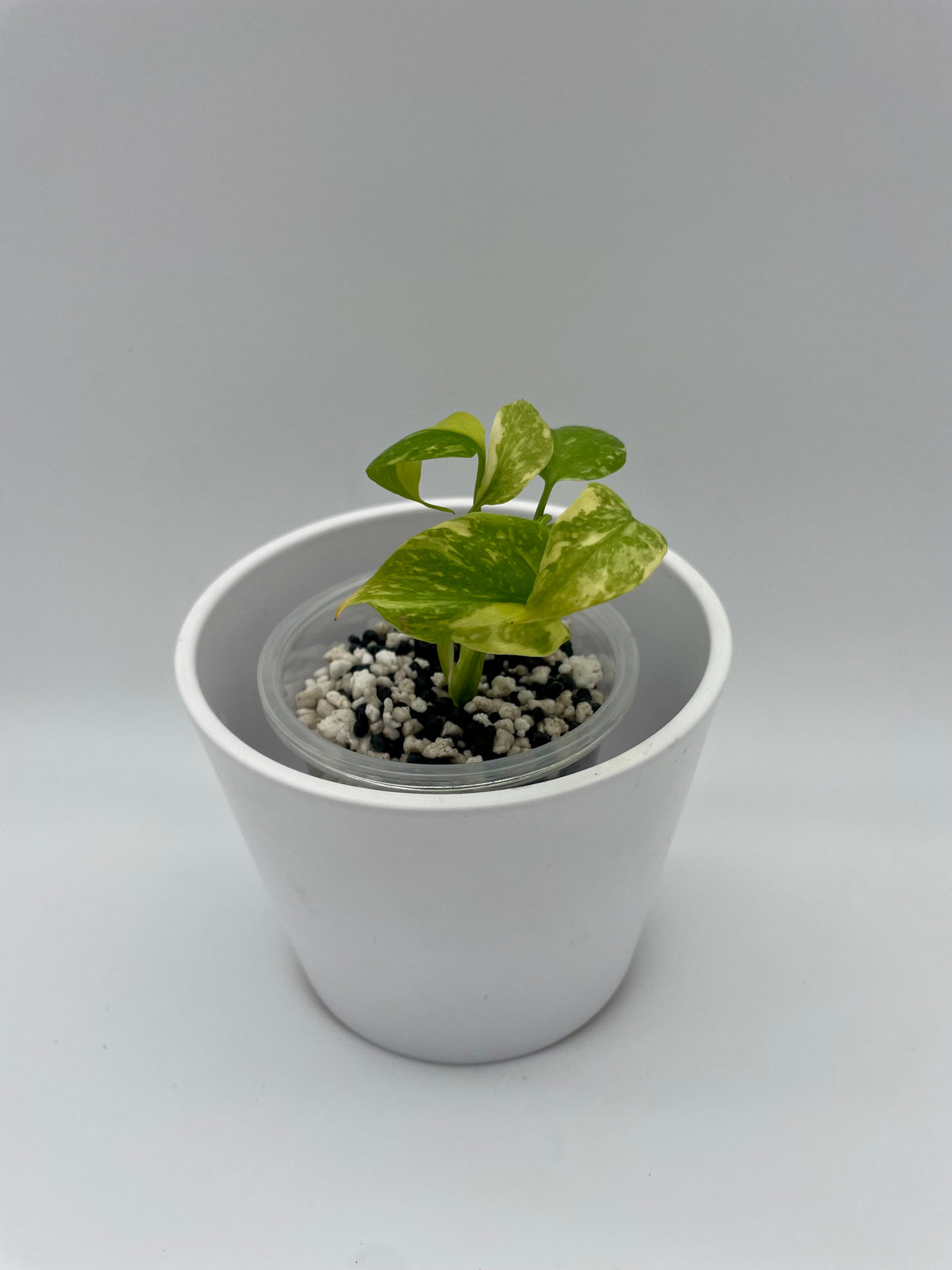 Monstera deliciosa 'Electrolyte' TC