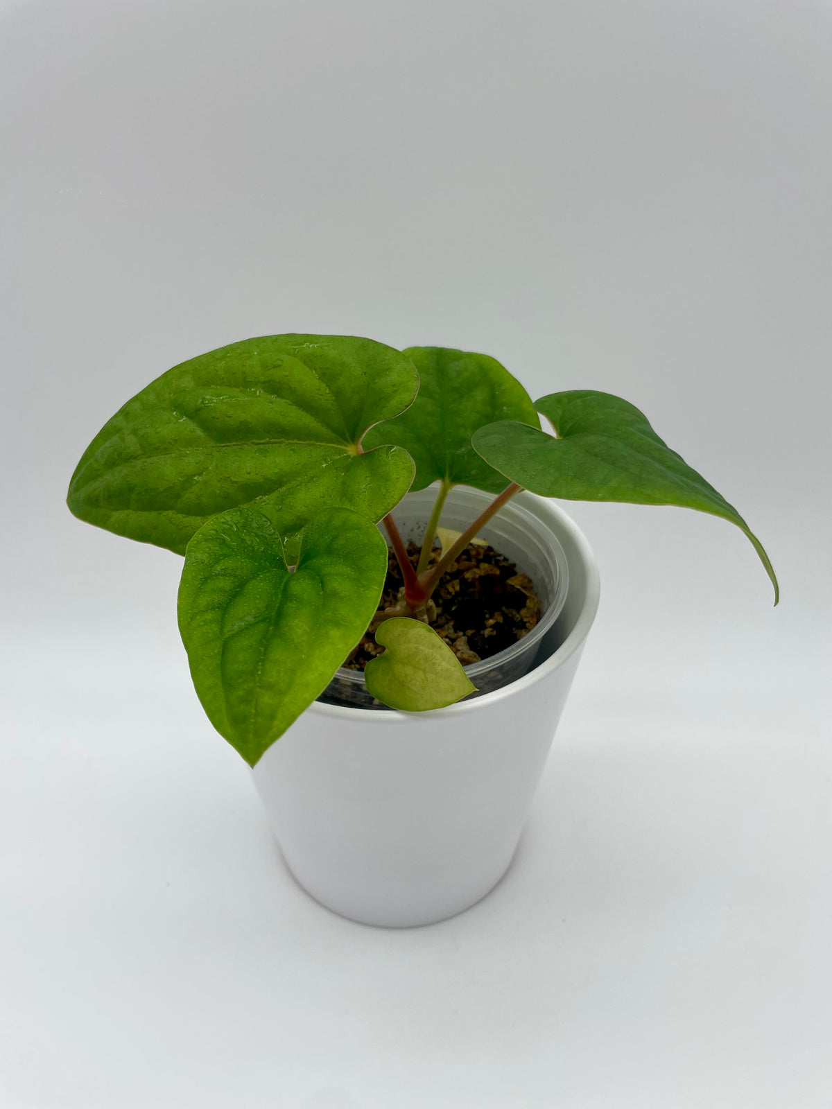 Anthurium Hybrid Dressleri x Luxurians