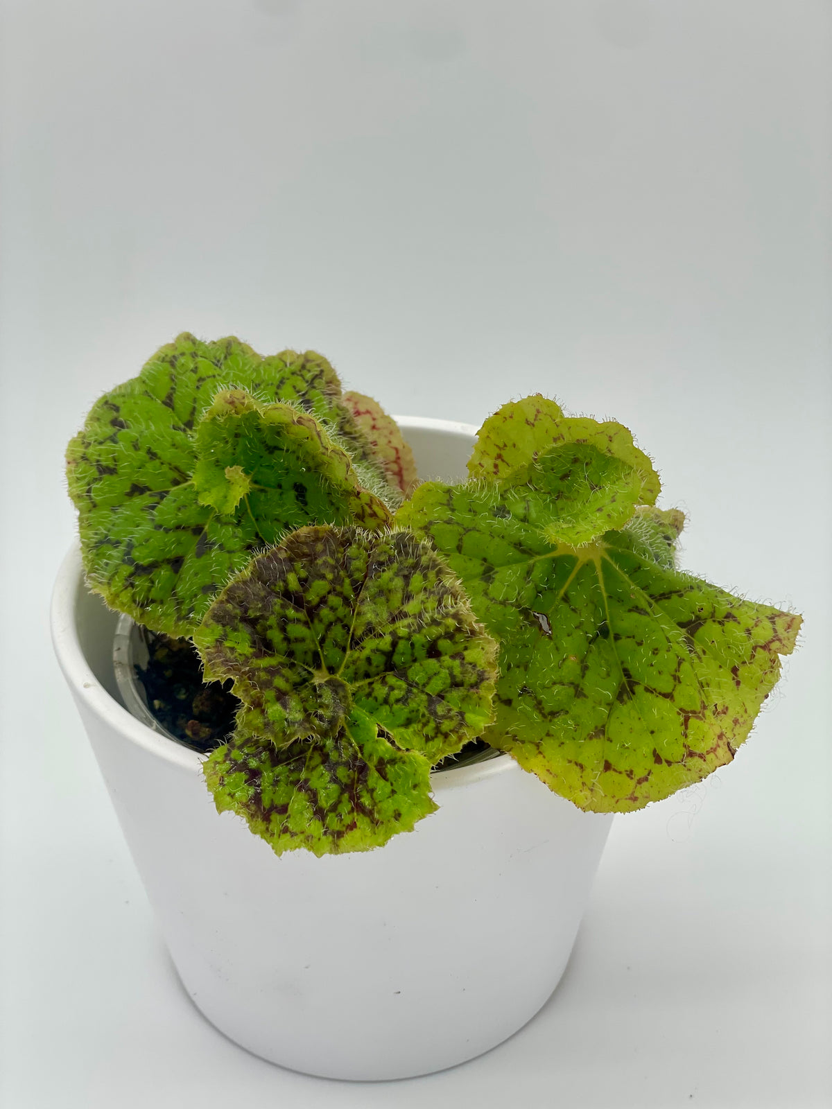 Begonia Rex Lime Fever
