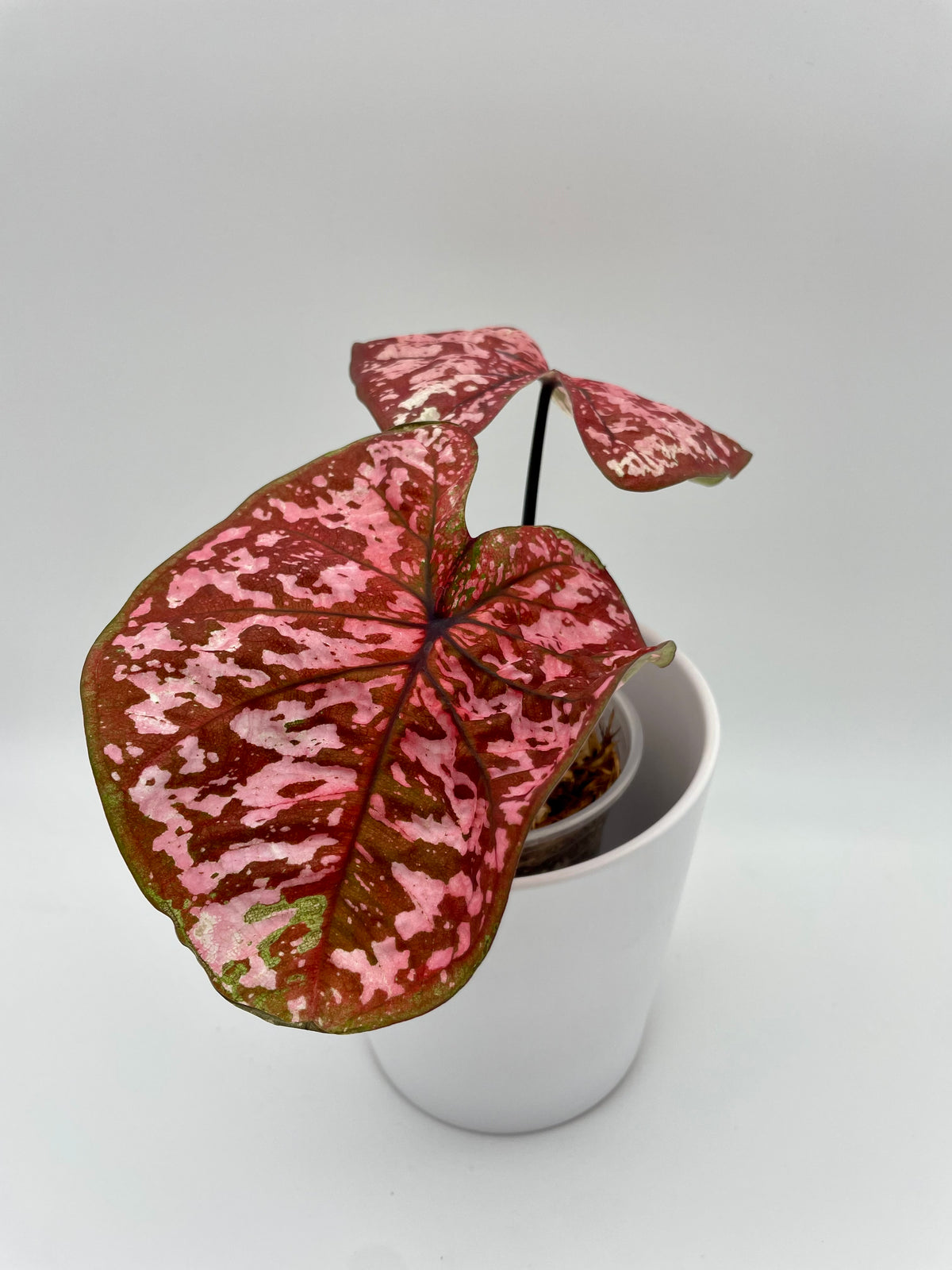 Caladium One In The Universe