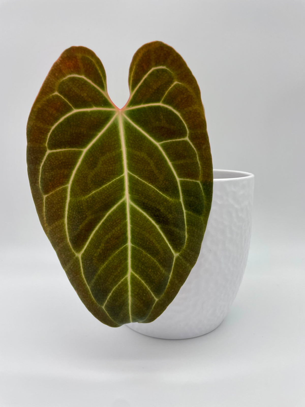Anthurium Besseae aff
