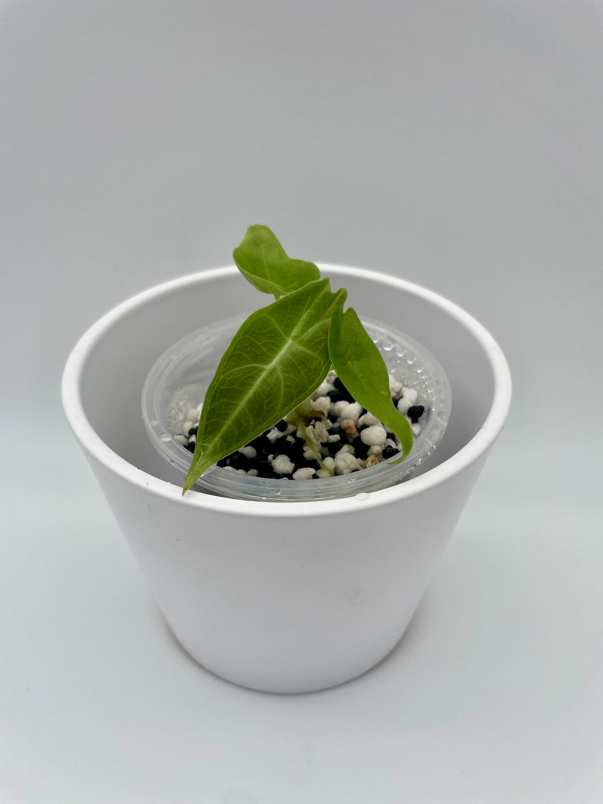 Alocasia Longiloba Purple TC 01
