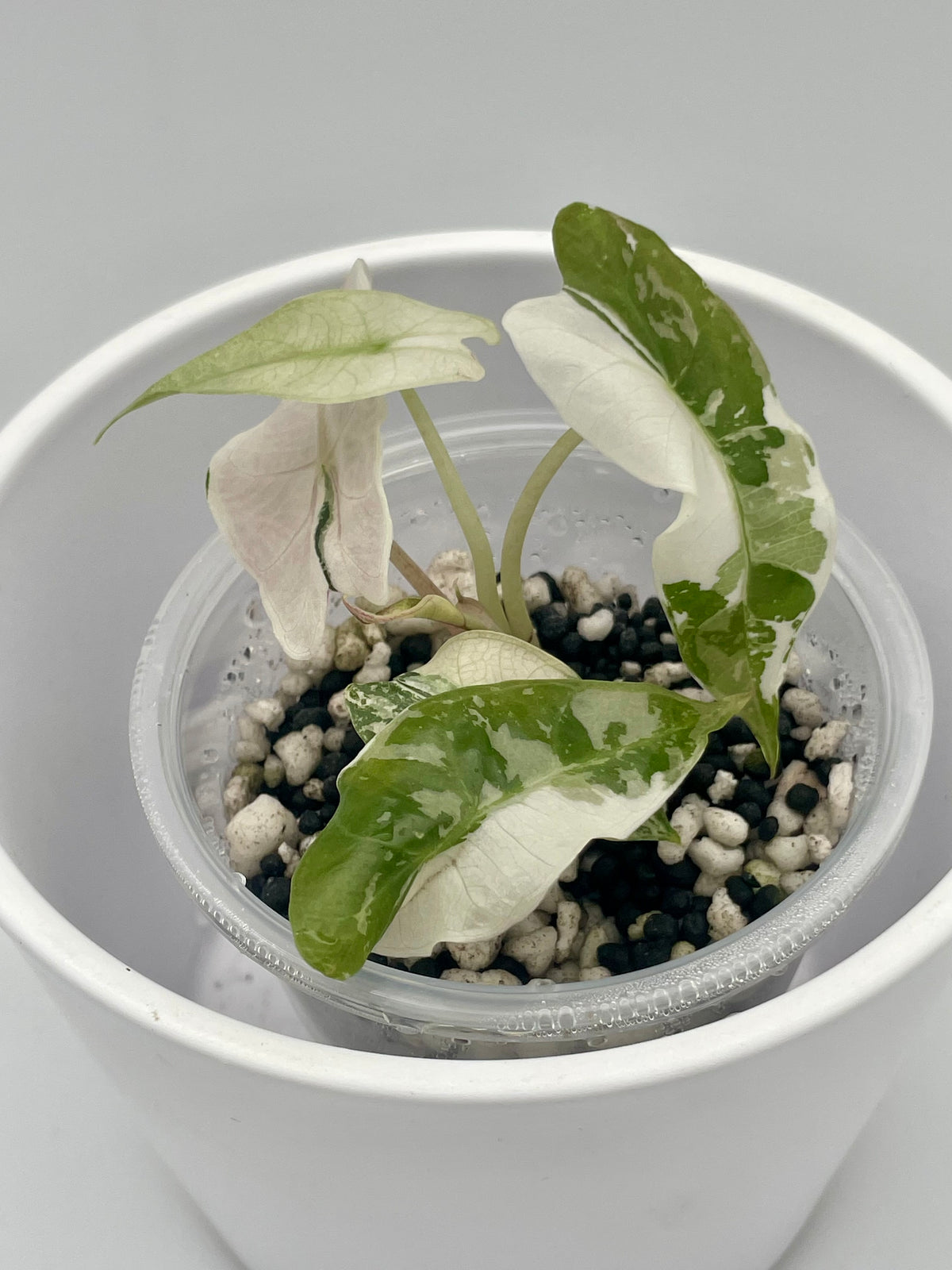 Alocasia Polly Pink Snowflake TC 07