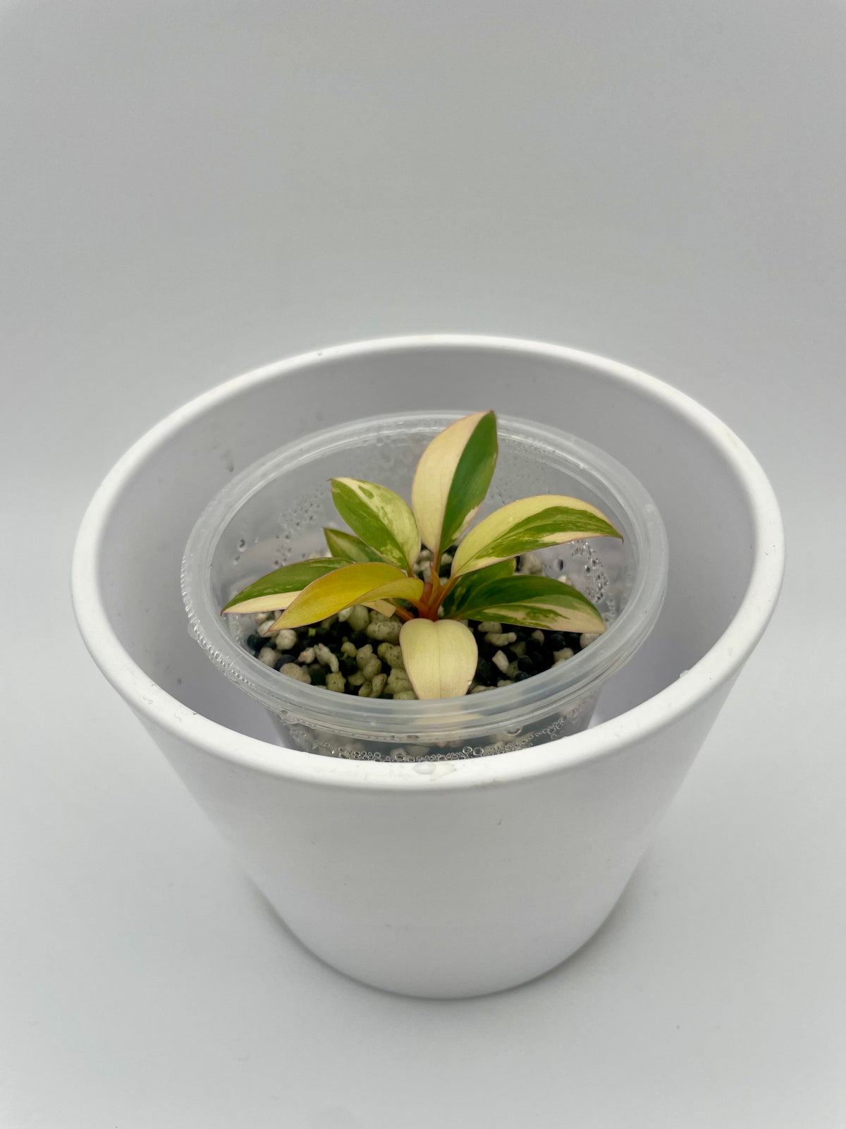 Philodendron Red Congo TC 01