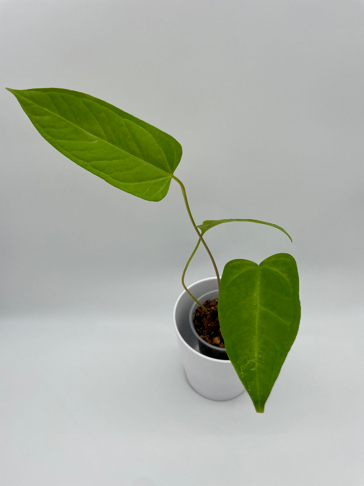 Anthurium Hybrid Naturelle