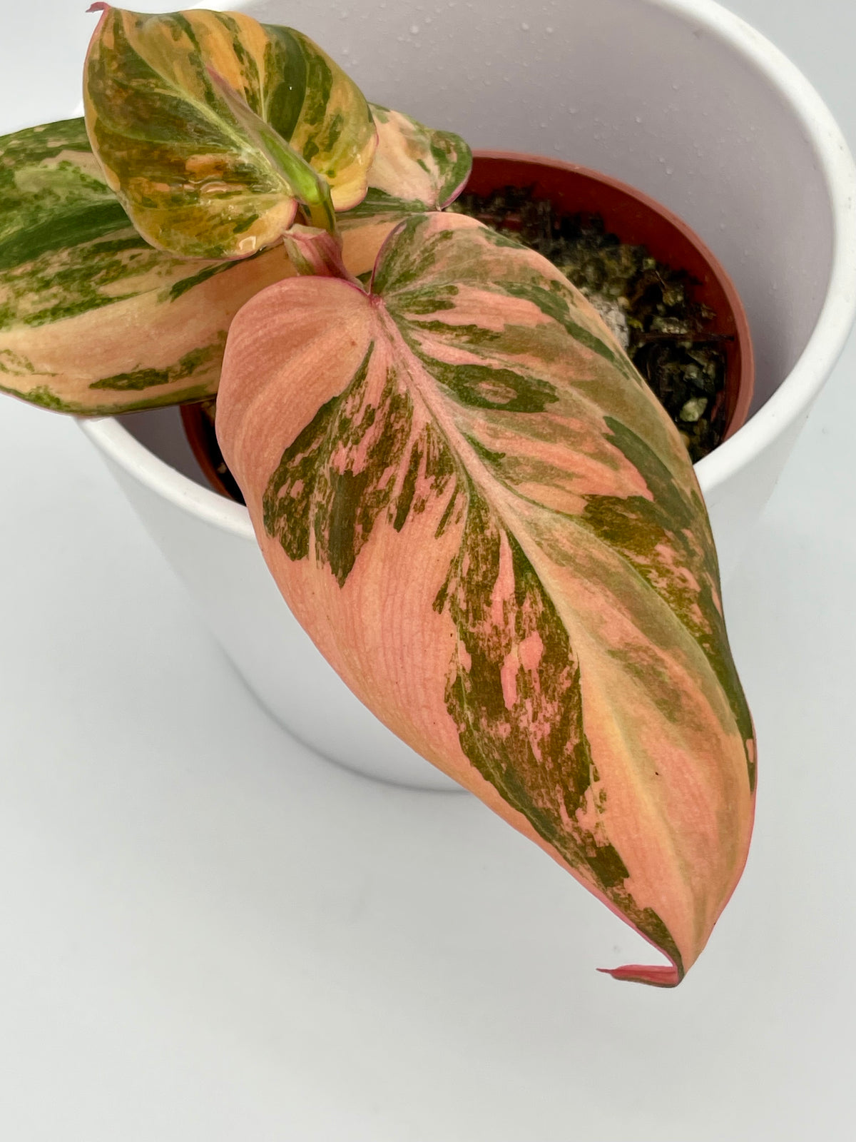 Philodendron Micans Var.