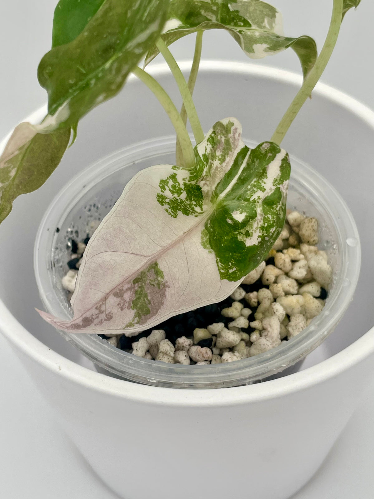 Alocasia Polly Pink Snowflake TC 04