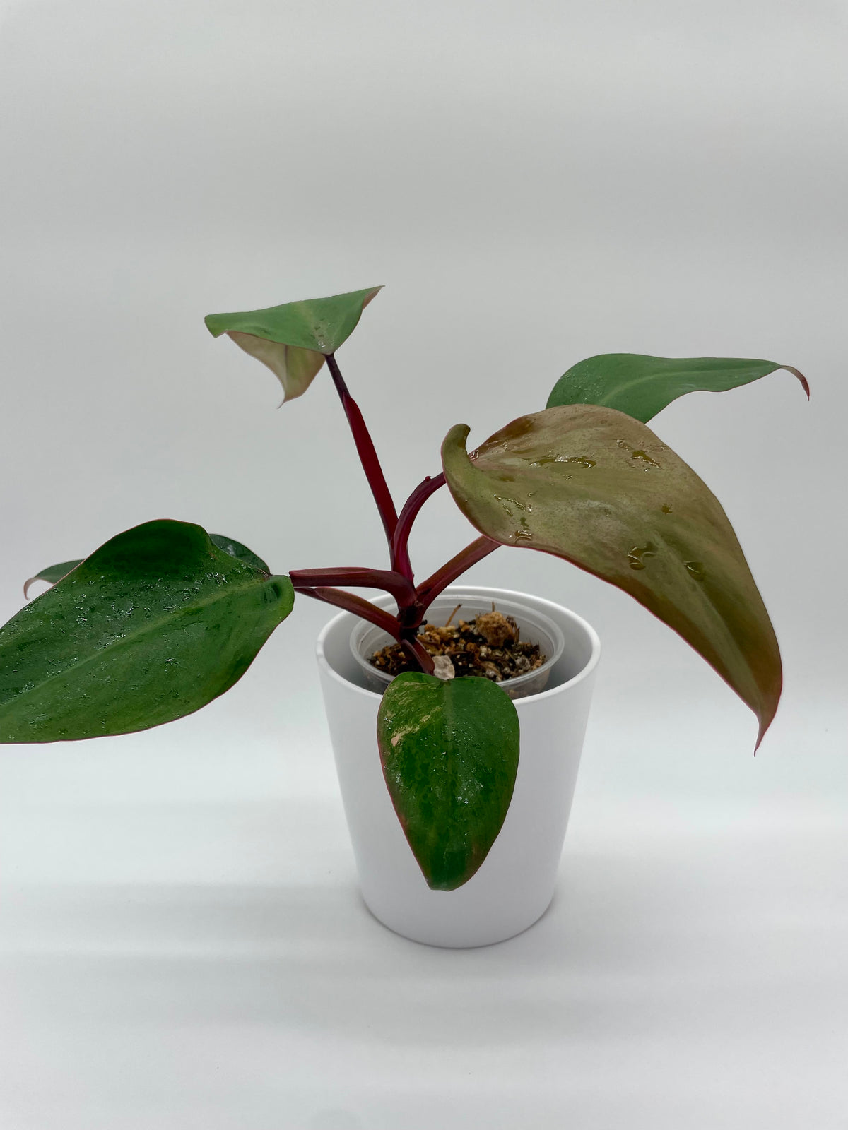 Philodendron Strawberry Shake (revert)