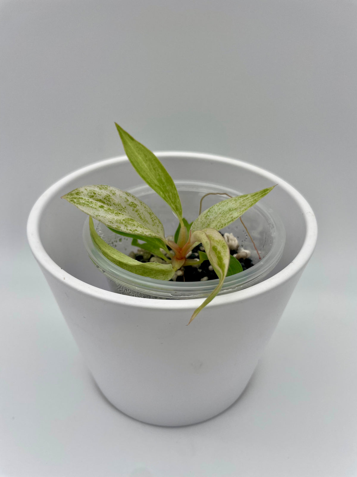 Philodendron Strawberry Caramel Var. TC 01