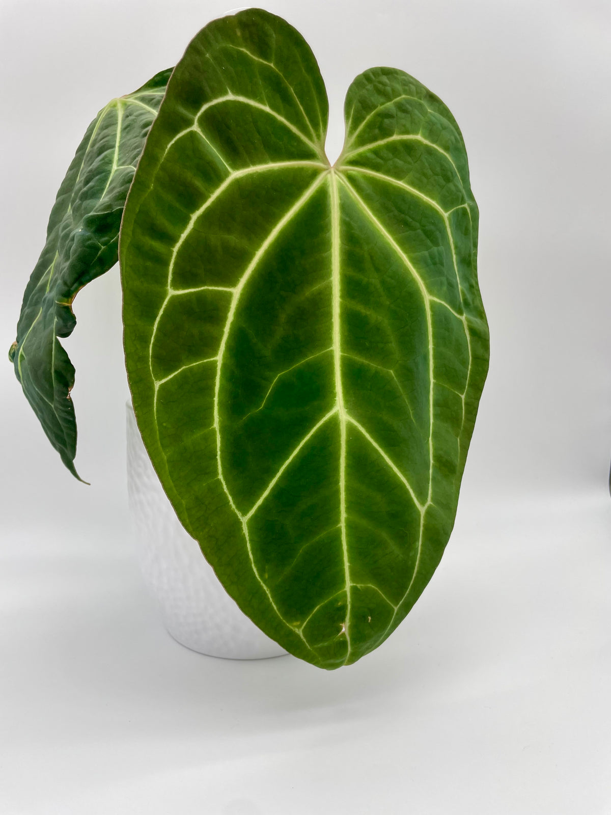 Anthurium Besseae aff x Crystallinum.