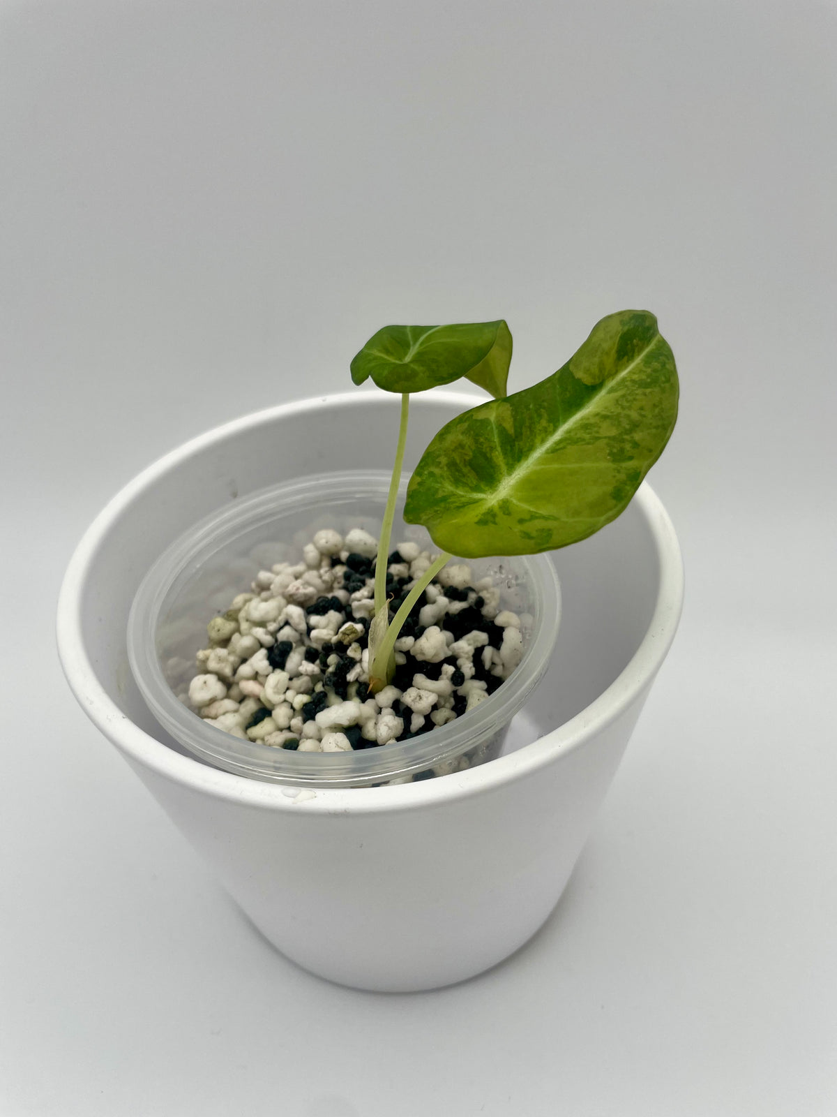 Alocasia Black Velvet Gold Var. TC