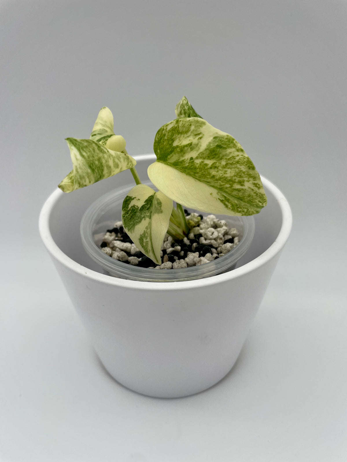 Monstera Legacy Var. TC 01