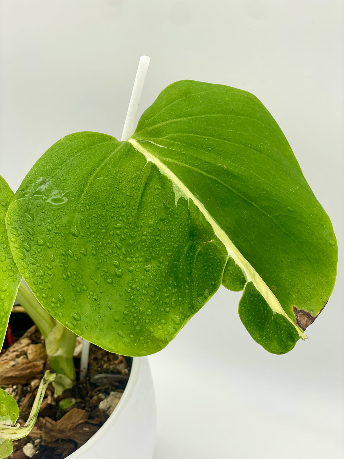 Monstera White Lava