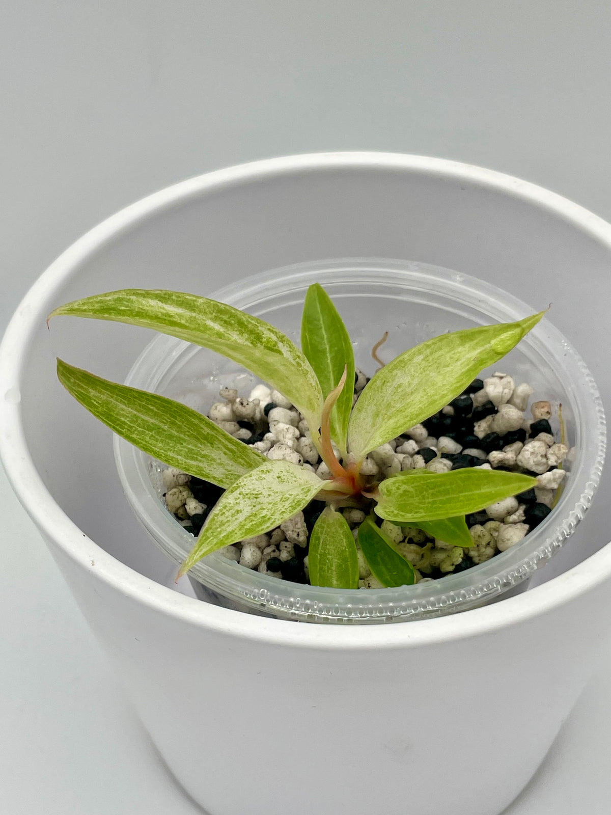 Philodendron Strawberry Caramel Var. TC 03
