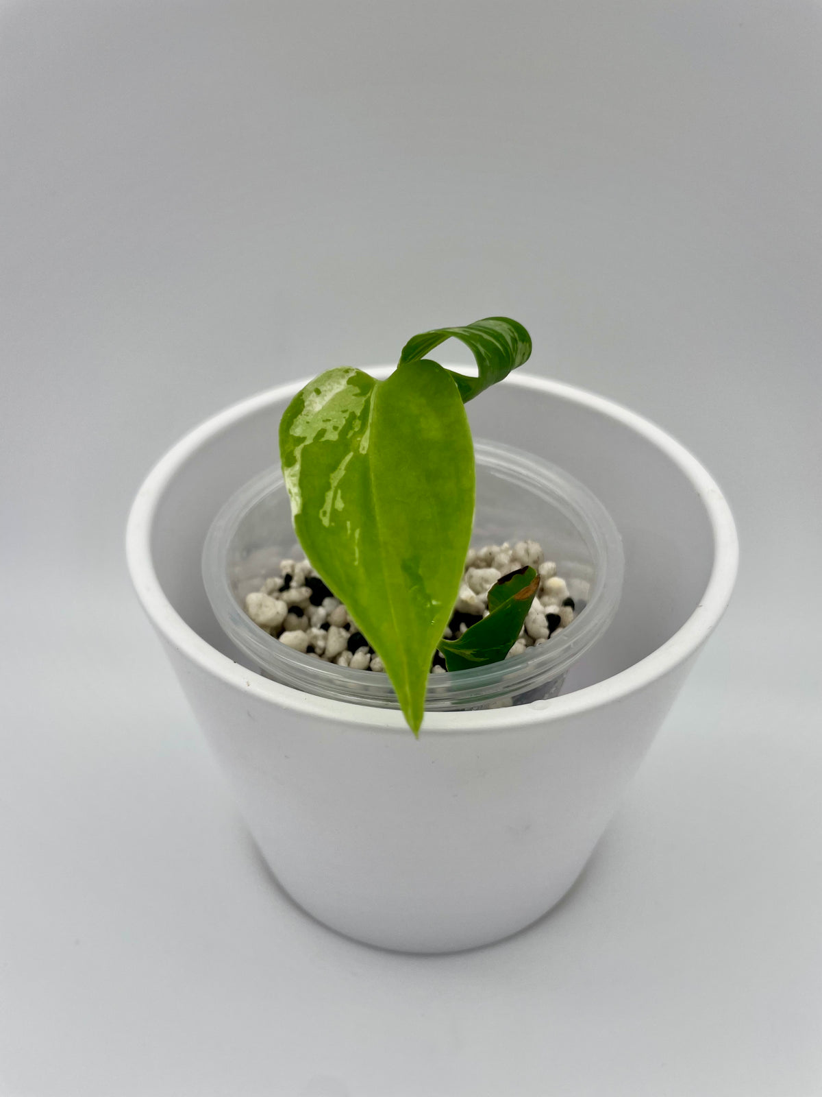 Monstera Bulbasaur TC