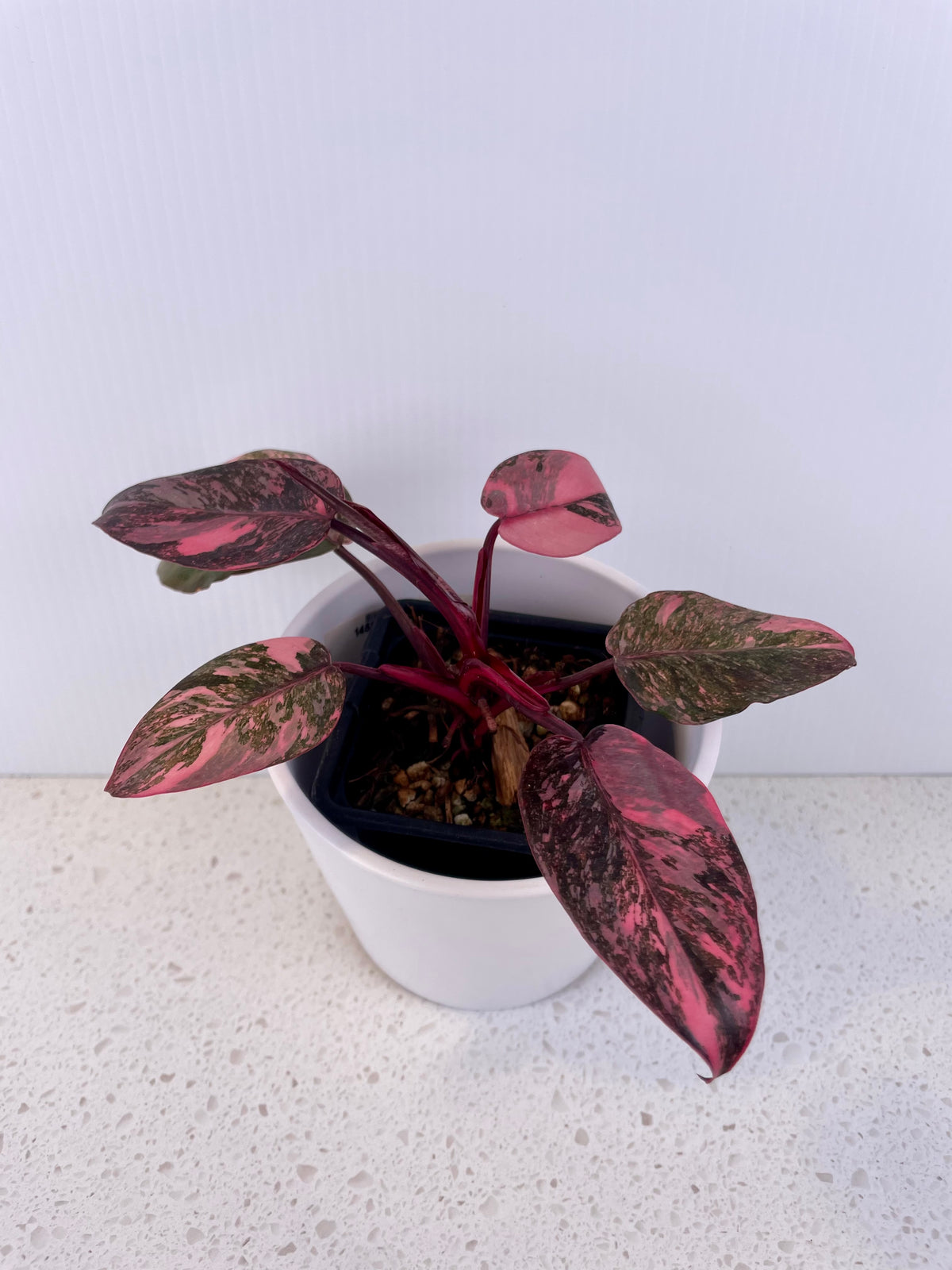 Philodendron Pink Princess Galaxy